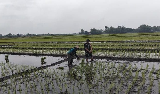 Dukung Swasembada Pangan di Mojosari, Babinsa Mojosulur Dampingi Penanaman Padi