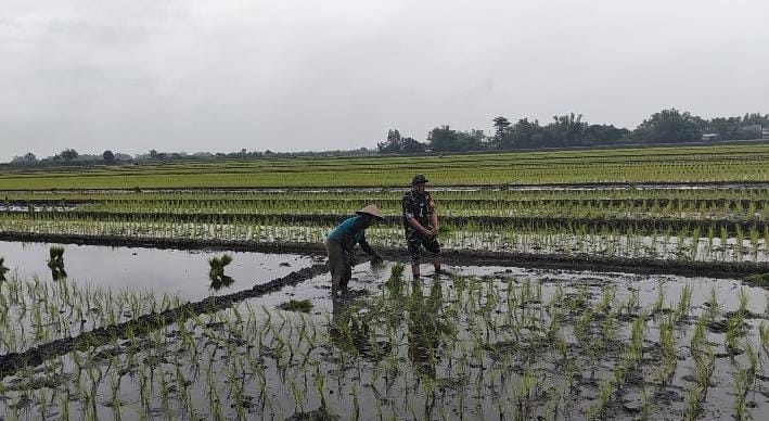 Dukung Swasembada Pangan di Mojosari, Babinsa Mojosulur Dampingi Penanaman Padi