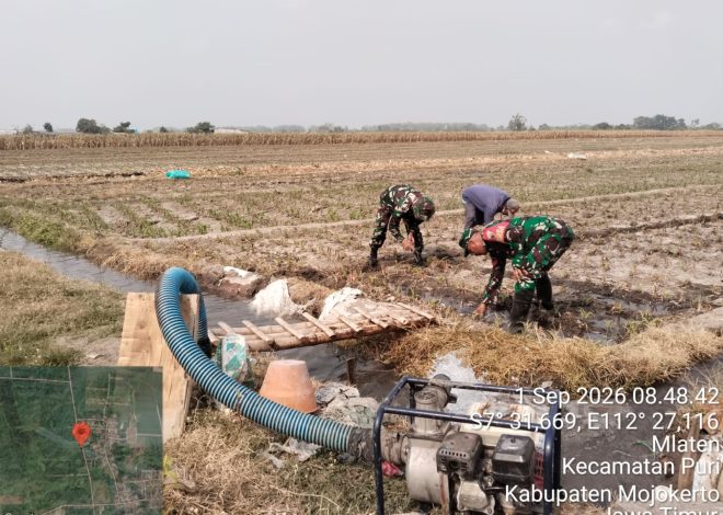 Babinsa dan Petani Mlaten Kompak Rawat Jagung, Perkuat Ketahanan Pangan Mojokerto