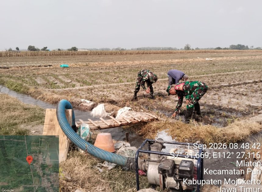 Babinsa dan Petani Mlaten Kompak Rawat Jagung, Perkuat Ketahanan Pangan Mojokerto