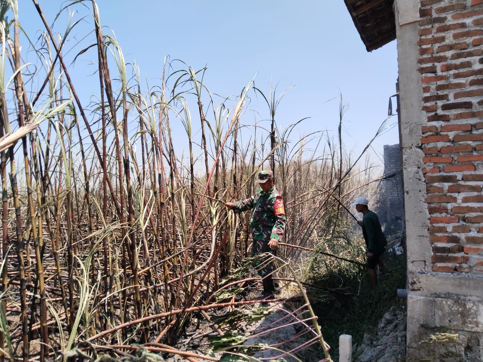 Angin Kencang Picu Api Menjalar, TNI-Polri, Damkar dan Warga Jibaku Padamkan Kebakaran Lahan Tebu di Puri
